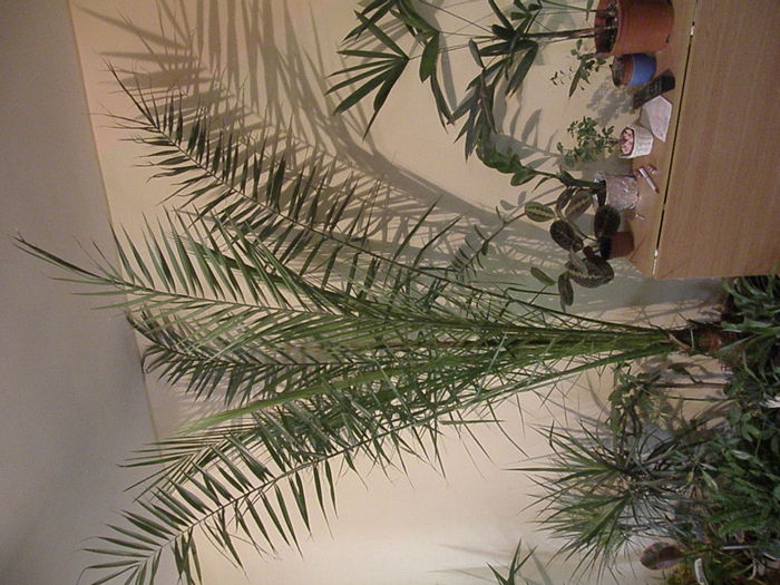 PA249825 - flori