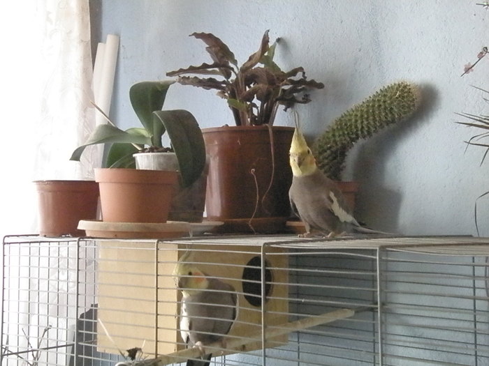 PA249836 - flori