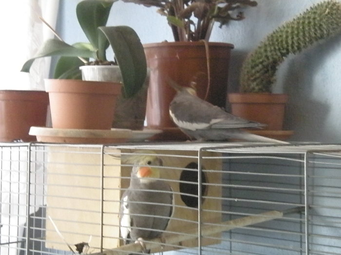 PA249837 - flori