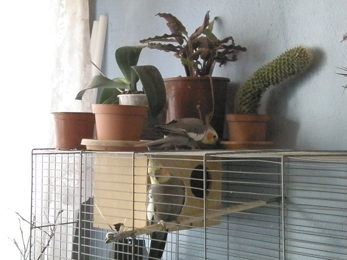PA249838 - flori