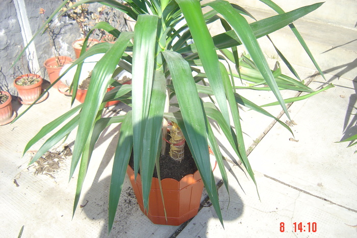 deja plantat langa ciotul taiat - YUCCA