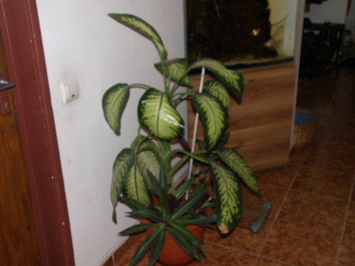 PB298721 - flori