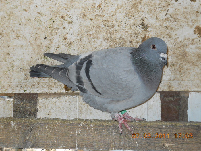 DSCN1129; fica din campioana
