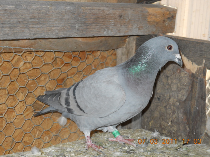 DSCN1131; fica din campioana
