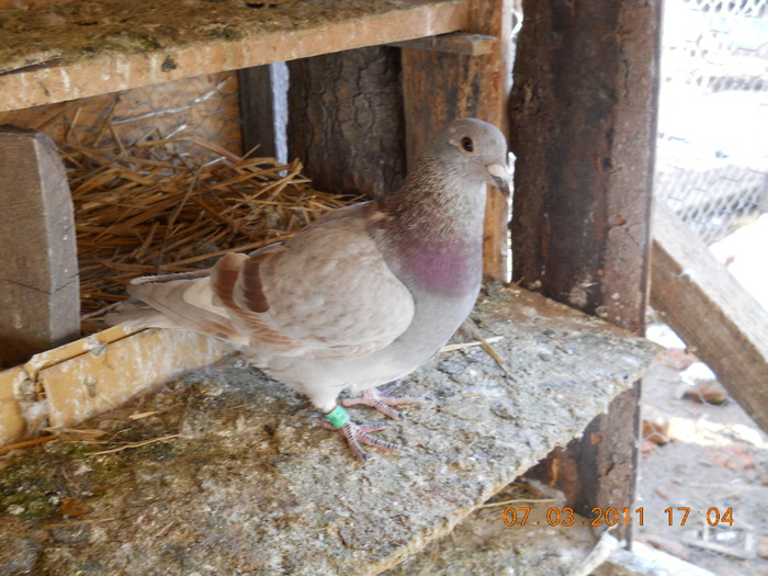 DSCN1134; pui de la Mihai Mitrache
