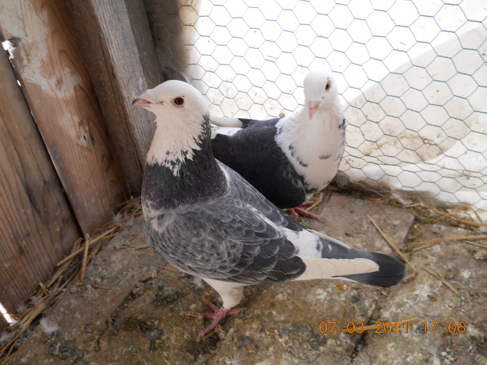 DSCN1144; o posibila pereche
