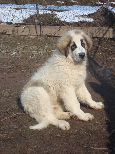 DSC01464; Pin 4,5 luni
