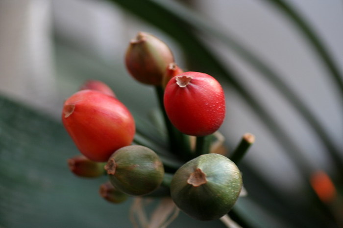 fructe de Clivia miniata