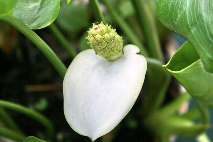 Callla palustris - zz nuferi si alte plante pentru iaz