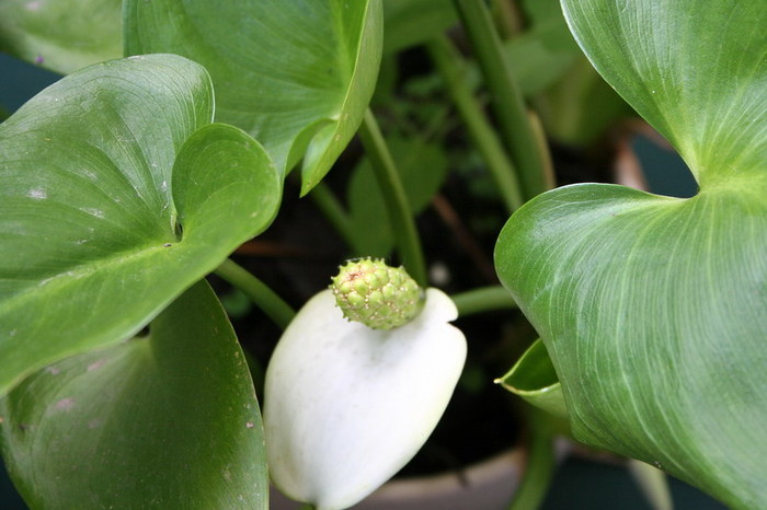 Callla palustris - zz nuferi si alte plante pentru iaz