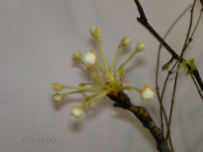 cred ca este creanga de cires..?