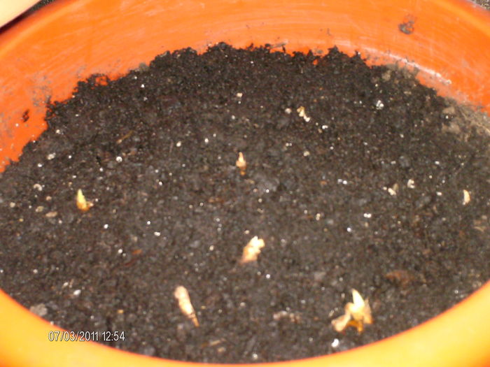 irisii...se ivesc timid.. - florile mele _2011