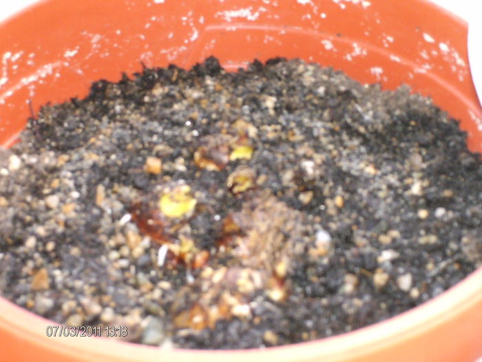 cala mov se straduieste...;)