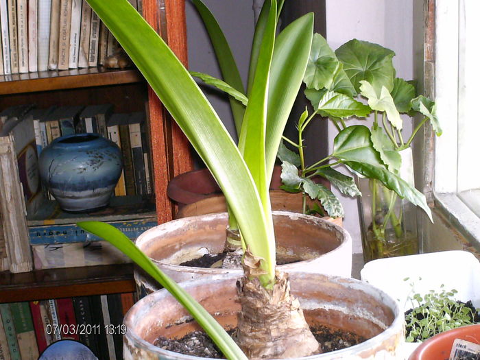 amarylisul...creste - florile mele _2011