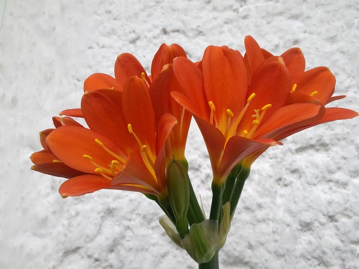 240220111115 - Clivia