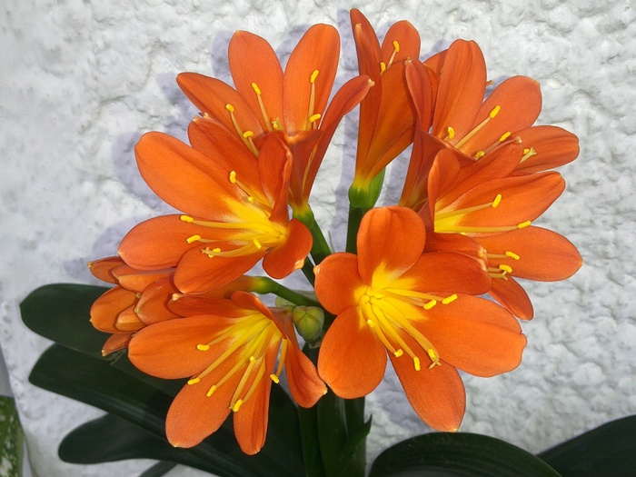 240220111113 - Clivia