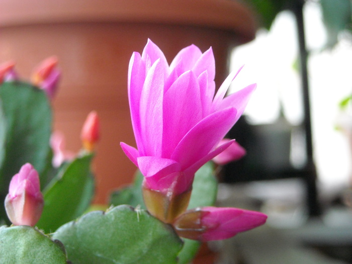 Picture 023 - Schlumbergera si altele