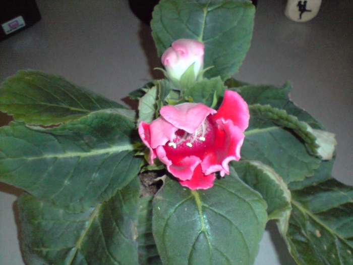 gloxi - gloxinia