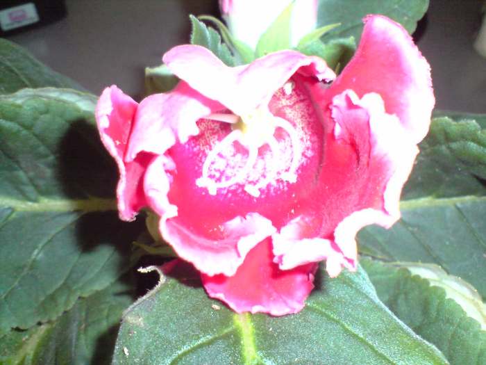 P080311_16.12[01] - gloxinia