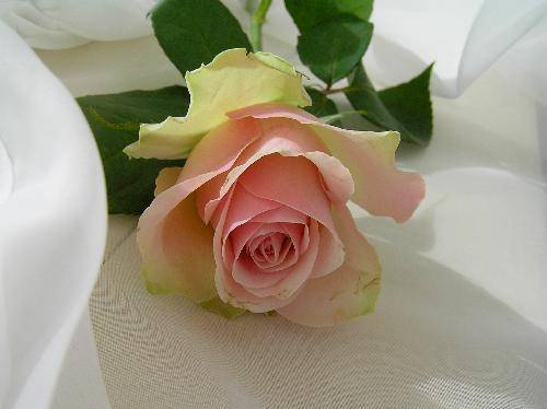 2316260425_4ff454b5f7_o