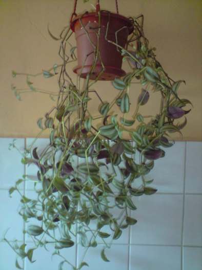 barfa babelor - tradescantia zebrina