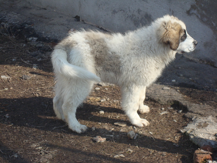 DSC01463; Pin 4,5 luni
