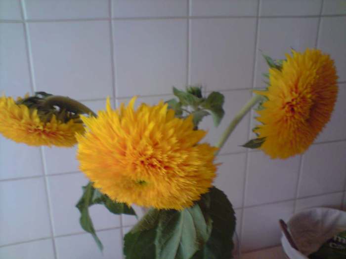 heliantus annuus - floarea soarelui