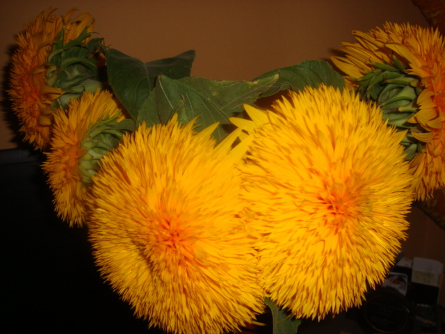 heliantus annuus - floarea soarelui