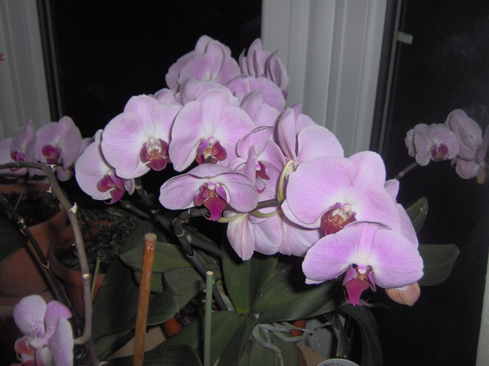 08.03.2011 002 - orhidee martie 2011