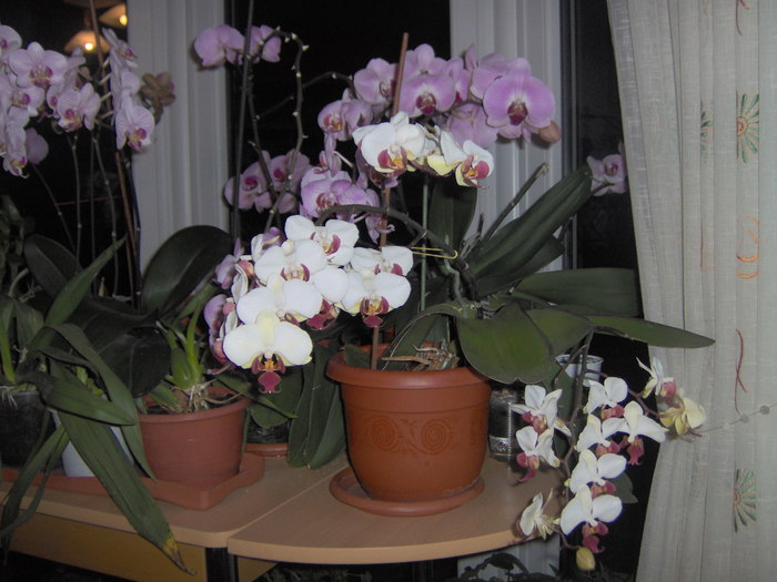 08.03.2011 003 - orhidee martie 2011