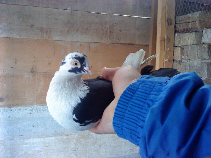 Aceeas - D- Porumbei JUCATORI DE GALATI VANDUTI Album 1