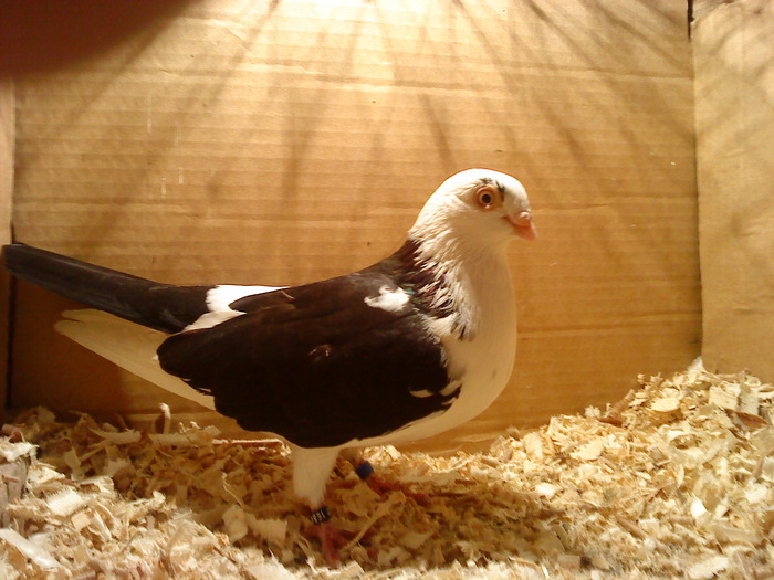 Data in Cobadin la Osbai - D- Porumbei JUCATORI DE GALATI VANDUTI Album 1