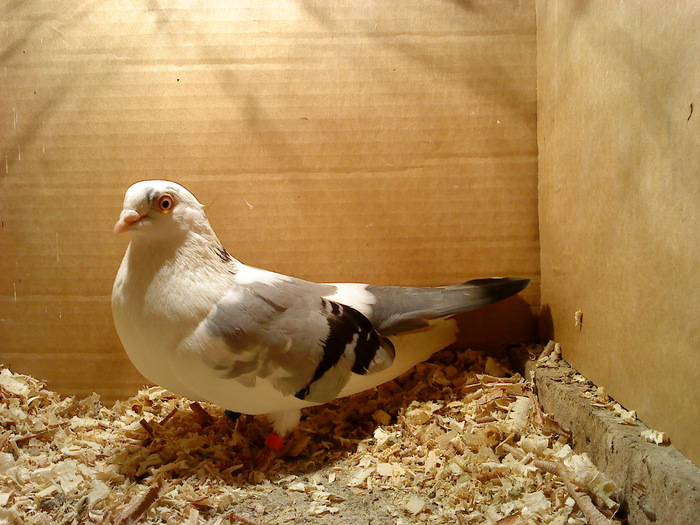 Data in Cobadin la Osbai - D- Porumbei JUCATORI DE GALATI VANDUTI Album 1