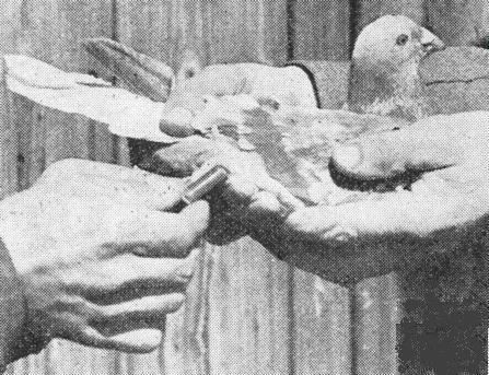 army_pigeon_service_1942