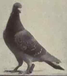Dark_slate-coloured_carrier_pigeon_belonging_to_Bernhard_Fl