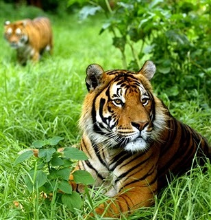 Jungle tigers - CVa Verde