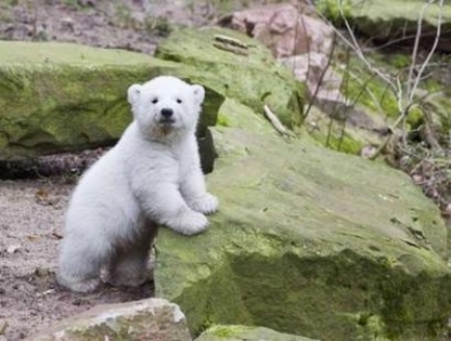 knut ursuletul polar