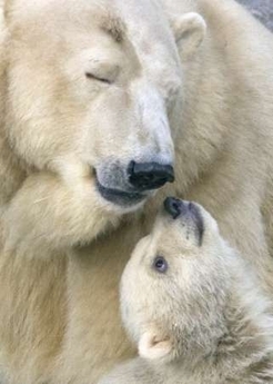 mama si fiul - animale dragutze