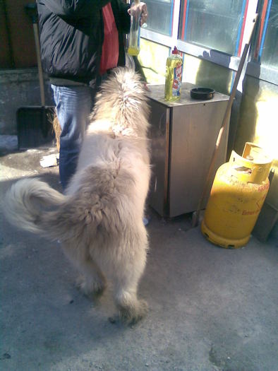 LUNI 8 - MIORITIC CATELUSA