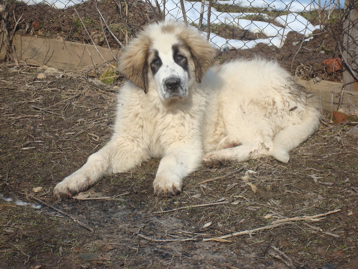 DSC01471; Pin 4,5 luni
