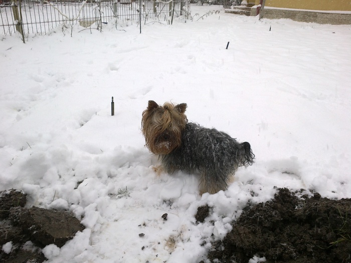 catei, braduti, viata la tara 028; Brutus, un ajutr de nadejde...:))
