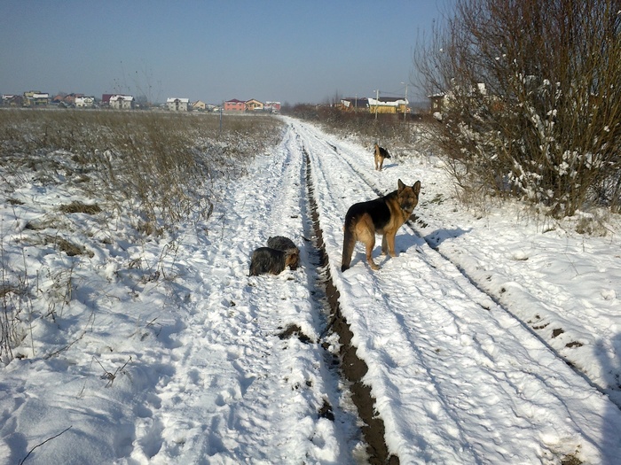 Bonny, Brutus si Chanel - Viata la tara iarna  2011