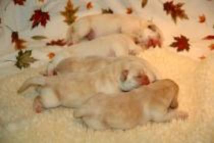 JXLEGTUMFSCWFLILTML - pets