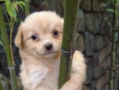 VKVBEJGWQSMREYCYGXZ - pets