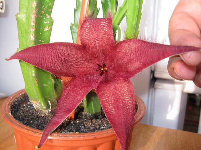 Stapelia hirsuta (3) - Asclepiadaceae