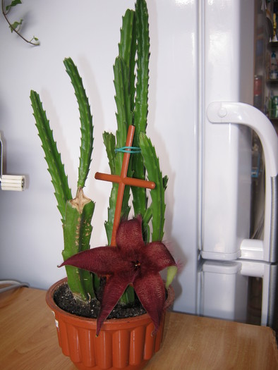 Stapelia hirsuta