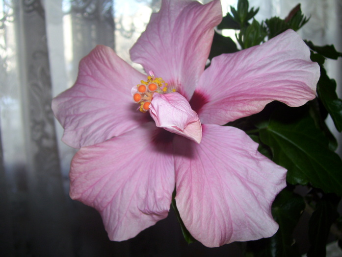 Picture 510 - hibiscus