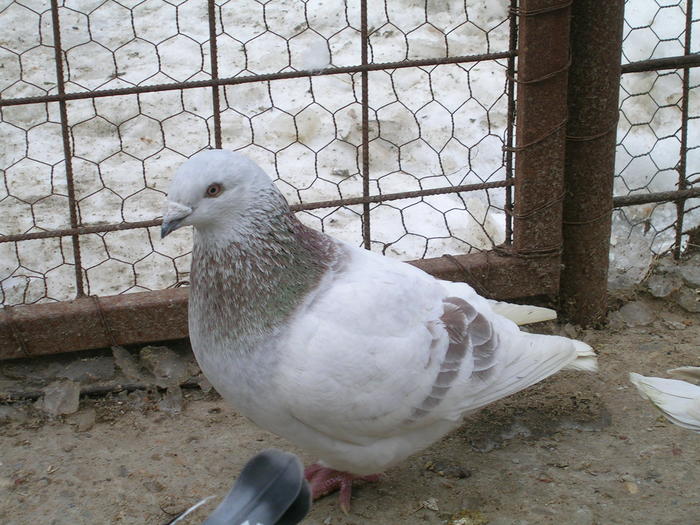 Argintiu Vandut; M 2010
