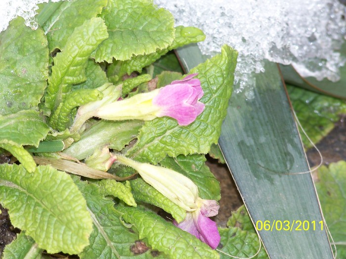 100_9837 - Iarna 2010  2011