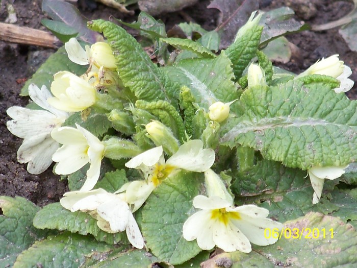 100_9844 - Iarna 2010  2011